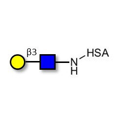 Lacto-N-Biose / N-Acetyl-D-Lactosamine (LacNAc) type I grafted on HSA