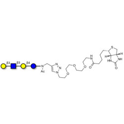 Lacto-N-tetraose (LNT) linked to biotin (Linker-BT A)
