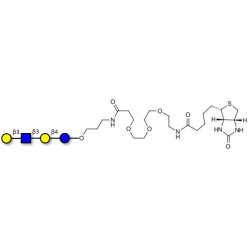 Lacto-N-tetraose (LNT) linked to biotin (Linker-BT C)