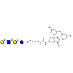 Lacto-N-tetraose (LNT) linked to fluorescein (Linker-FLUO A)