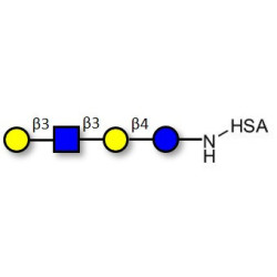 Lacto-N-tetraose (LNT) grafted on HSA