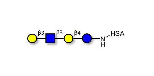 Lacto-N-tetraose (LNT) grafted on HSA - LNT