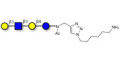Lacto-N-tetraose (LNT) with free terminal amine (Linker-NH2 D) - LNT