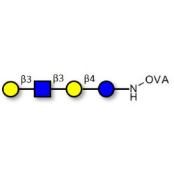 Lacto-N-tetraose (LNT) grafted on OVA