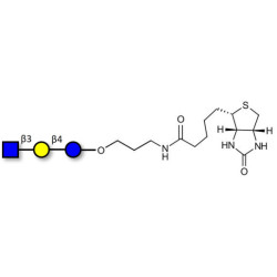 Lacto-N-Triose (LNT2) linked to biotin (Linker-BT B)