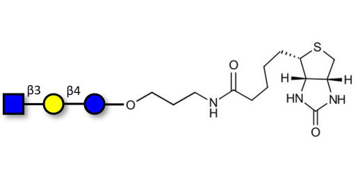 Lacto-N-Triose (LNT2) linked to biotin (Linker-BT B) - LNT2; LNTII