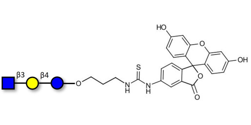Lacto-N-Triose (LNT2) linked to fluorescein (Linker-FLUO A) - LNT2; LNTII