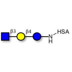 Lacto-N-Triose (LNT2) grafted on HSA