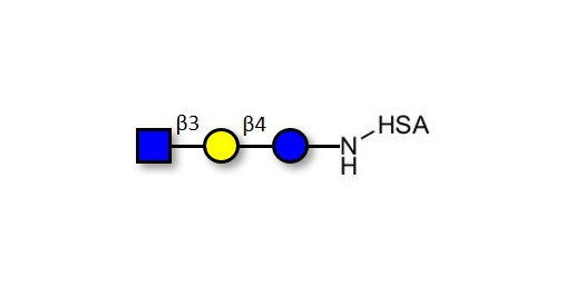 Lacto-N-Triose (LNT2) grafted on HSA - LNT2; LNTII