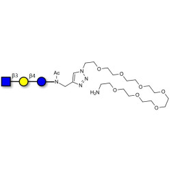 Lacto-N-Triose (LNT2) with free terminal amine (Linker-NH2 C)
