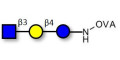 Lacto-N-Triose (LNT2) grafted on OVA - LNT2; LNTII