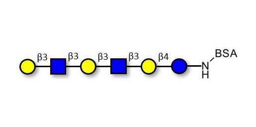 Para-Lacto-N-hexaose 2 (Para-LNH2) grafted on BSA