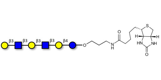 Para-Lacto-N-hexaose 2 (Para-LNH2) linked to biotin (Linker-BT B)