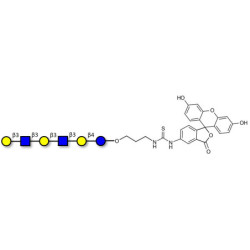 Para-Lacto-N-hexaose 2 (Para-LNH2) linked to fluorescein (Linker-FLUO A)