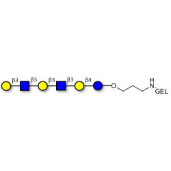 Para-Lacto-N-hexaose 2 (Para-LNH2) grafted on gel for affinity chromatography (Linker-GEL B)