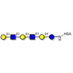 Para-Lacto-N-hexaose 2 (Para-LNH2) grafted on HSA