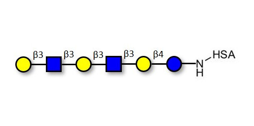 Para-Lacto-N-hexaose 2 (Para-LNH2) grafted on HSA