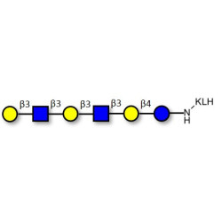 Para-Lacto-N-hexaose 2 (Para-LNH2) grafted on KLH