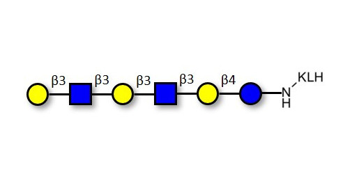 Para-Lacto-N-hexaose 2 (Para-LNH2) grafted on KLH