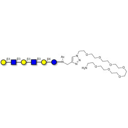 Para-Lacto-N-hexaose 2 (Para-LNH2) with free terminal amine (Linker-NH2 C)