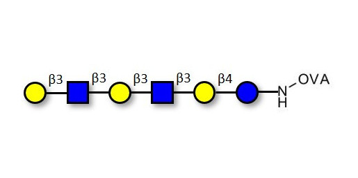 Para-Lacto-N-hexaose 2 (Para-LNH2) grafted on OVA