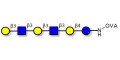 Para-Lacto-N-hexaose 2 (Para-LNH2) grafted on OVA