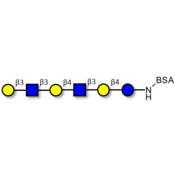 Para-Lacto-N-hexaose (Para-LNH) grafted on BSA