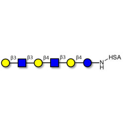 Para-Lacto-N-hexaose (Para-LNH) grafted on HSA