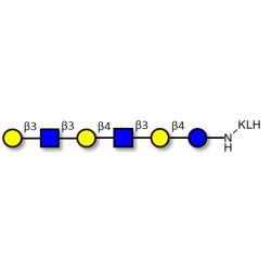 Para-Lacto-N-hexaose (Para-LNH) grafted on KLH