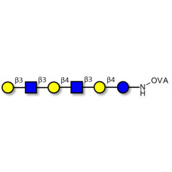 Para-Lacto-N-hexaose (Para-LNH) grafted on OVA