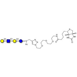 Lacto-N-neotetraose (LNnT / neo-LNT) linked to biotin (Linker-BT A)