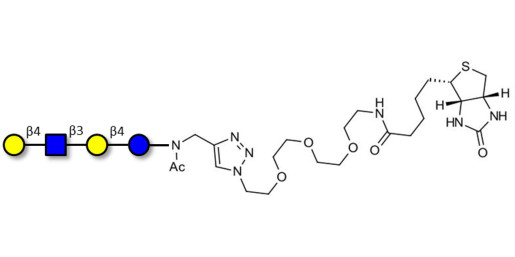 Lacto-N-neotetraose (LNnT / neo-LNT) linked to biotin (Linker-BT A)