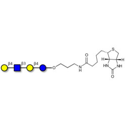 Lacto-N-neotetraose (LNnT / neo-LNT) linked to biotin (Linker-BT B)
