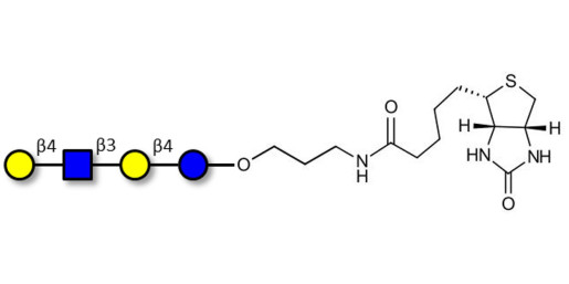 Lacto-N-neotetraose (LNnT / neo-LNT) linked to biotin (Linker-BT B)