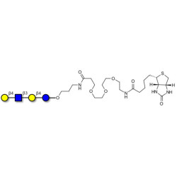 Lacto-N-neotetraose (LNnT / neo-LNT) linked to biotin (Linker-BT C)