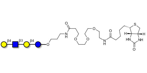 Lacto-N-neotetraose (LNnT / neo-LNT) linked to biotin (Linker-BT C)