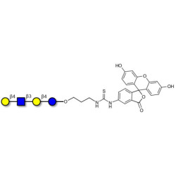 Lacto-N-neotetraose (LNnT / neo-LNT) linked to fluorescein (Linker-FLUO A)