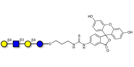 Lacto-N-neotetraose (LNnT / neo-LNT) linked to fluorescein (Linker-FLUO A)