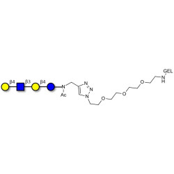 Lacto-N-neotetraose (LNnT / neo-LNT) grafted on gel for affinity chromatography (Linker-GEL A)