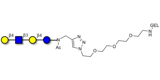 Lacto-N-neotetraose (LNnT / neo-LNT) grafted on gel for affinity chromatography (Linker-GEL A)