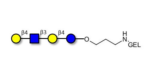 Lacto-N-neotetraose (LNnT / neo-LNT) grafted on gel for affinity chromatography (Linker-GEL B)