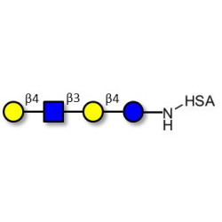 Lacto-N-neotetraose (LNnT / neo-LNT) grafted on HSA
