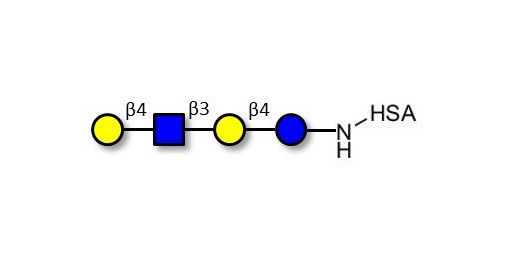 Lacto-N-neotetraose (LNnT / neo-LNT) grafted on HSA