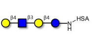 Lacto-N-neotetraose (LNnT /...