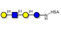 Lacto-N-neotetraose (LNnT / neo-LNT) grafted on HSA