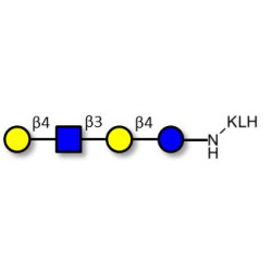 Lacto-N-neotetraose (LNnT / neo-LNT) grafted on KLH