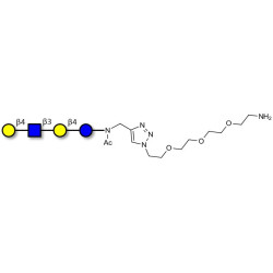 Lacto-N-neotetraose (LNnT / neo-LNT) with free terminal amine (Linker-NH2 B)