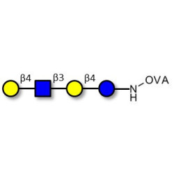 Lacto-N-neotetraose (LNnT / neo-LNT) grafted on OVA