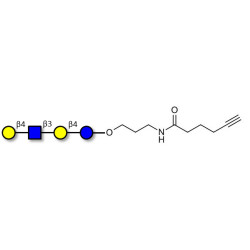 Lacto-N-neotetraose (LNnT / neo-LNT) with terminal alkyne (Linker-CΞCH C)