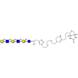 Para-Lacto-N-neohexaose (Para-LNnH) linked to biotin (Linker-BT A)